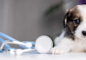 vacunacion carhorros