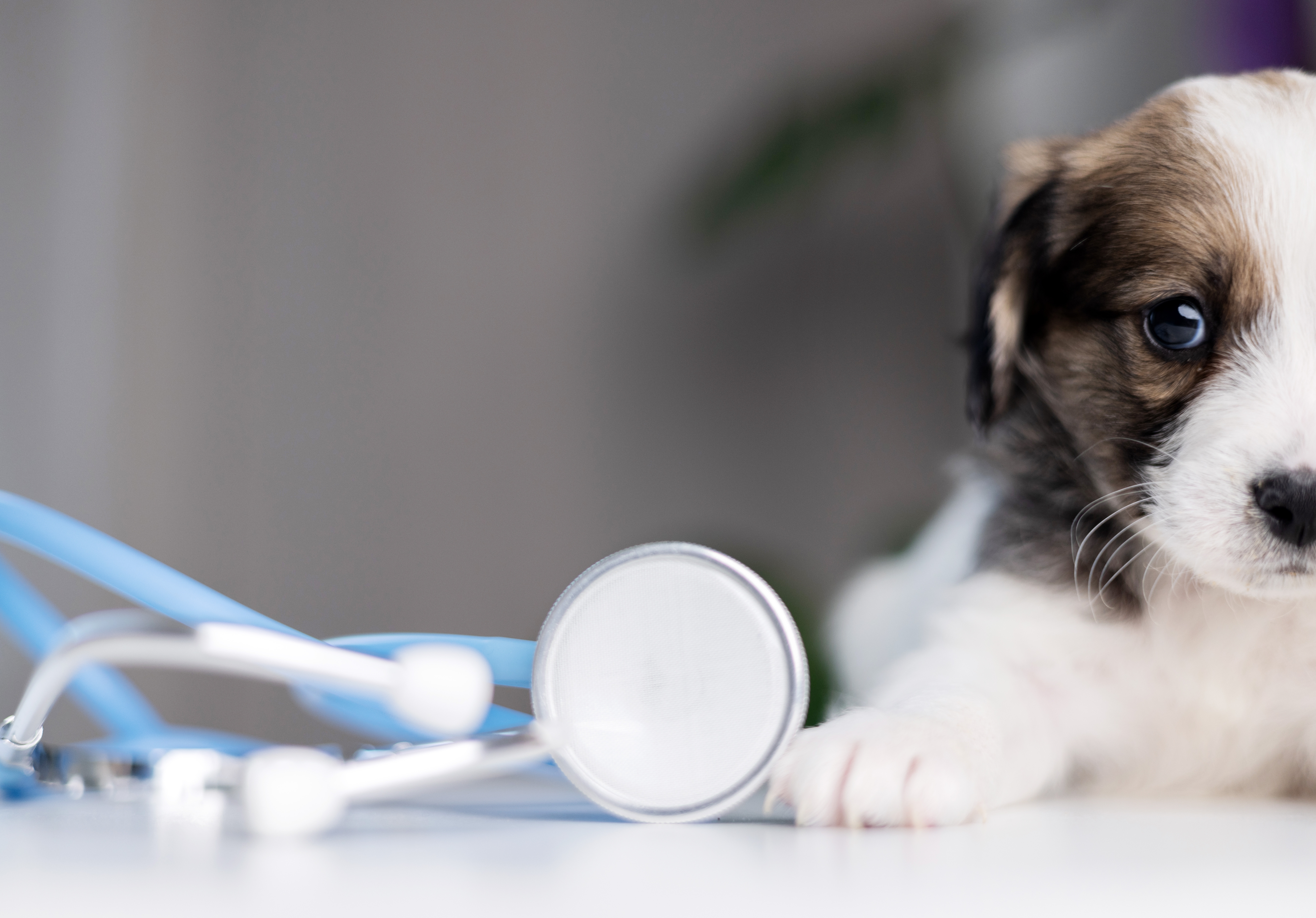 vacunacion carhorros